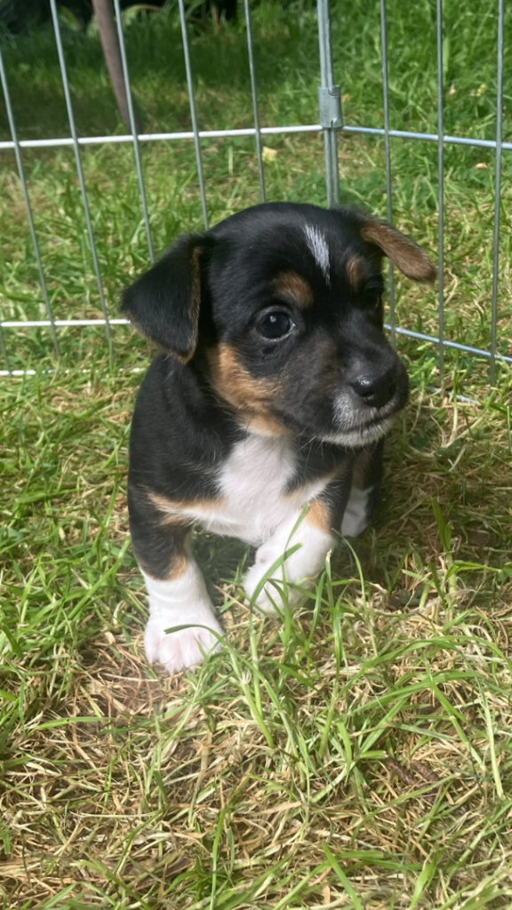 Stunning Miniature Jack Russell Puppies 