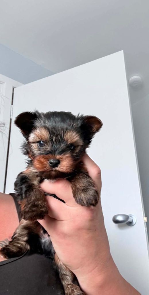 Yorkshire Terrier Puppy 