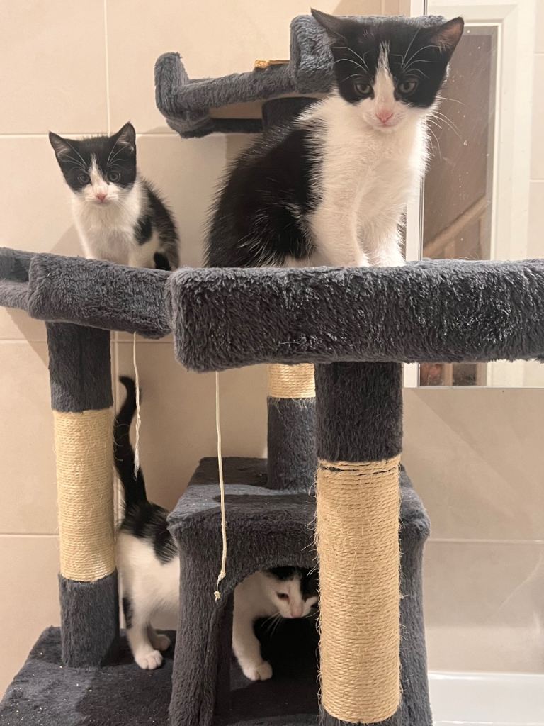 British shorthair kittens 3 Female kitty’s, Litter Trained And Ready