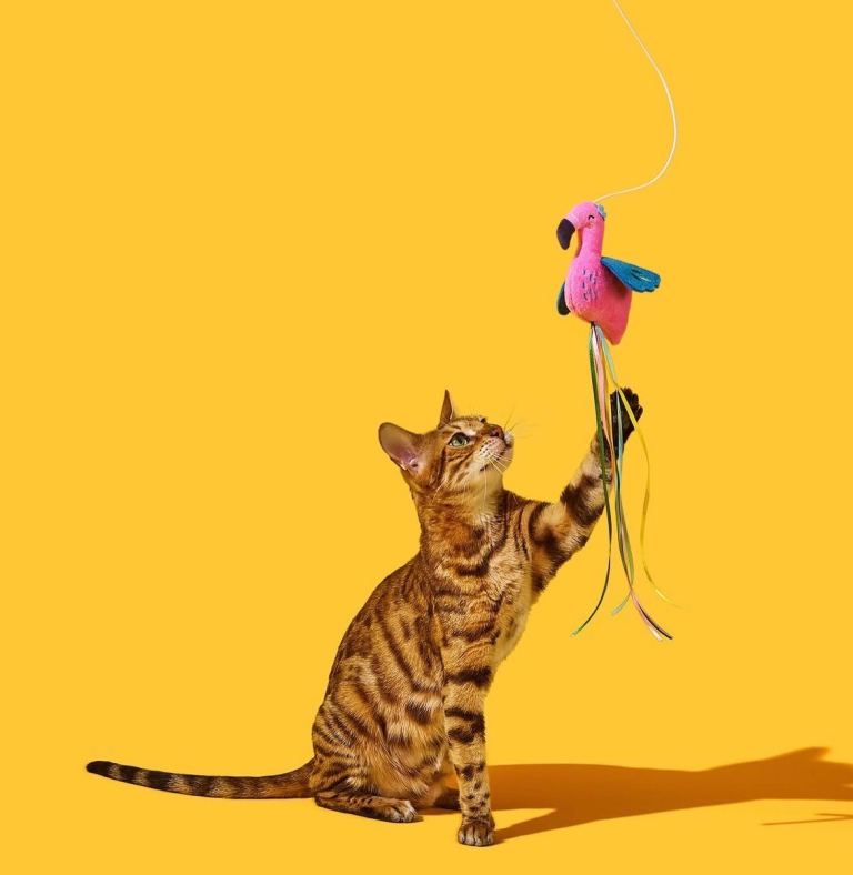 Adorable bengal kittens TICA, pure bengal pedigree 