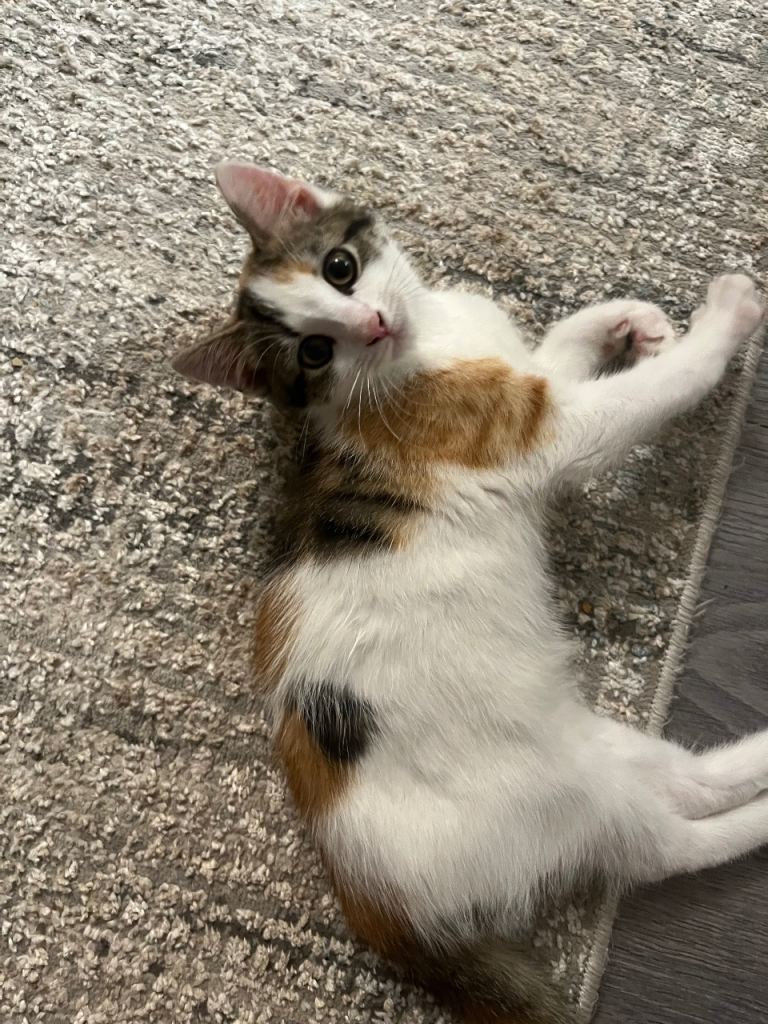 Gorgeous Calico Tabby Kitten (3-4 Months) + COMPLETE Pets at Home Bundle & Litter (£330 ONO)