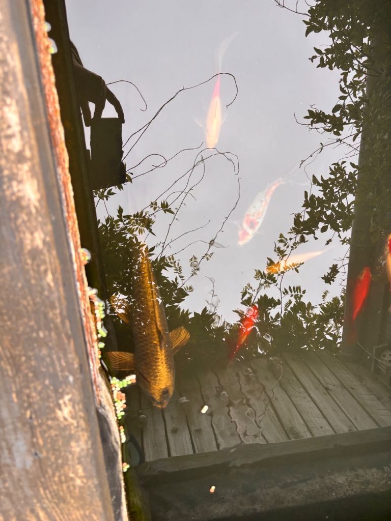 Pond fish including Koi carp