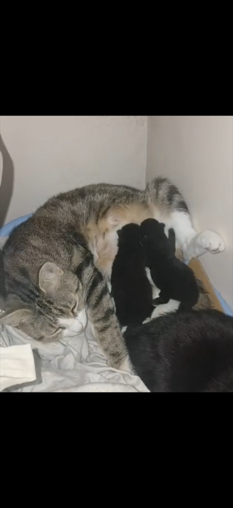 Kitten 