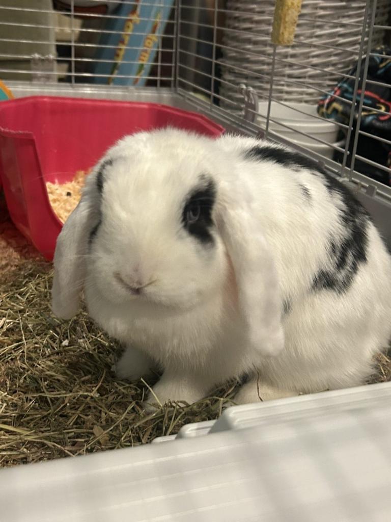Beautiful black and white Rabbit