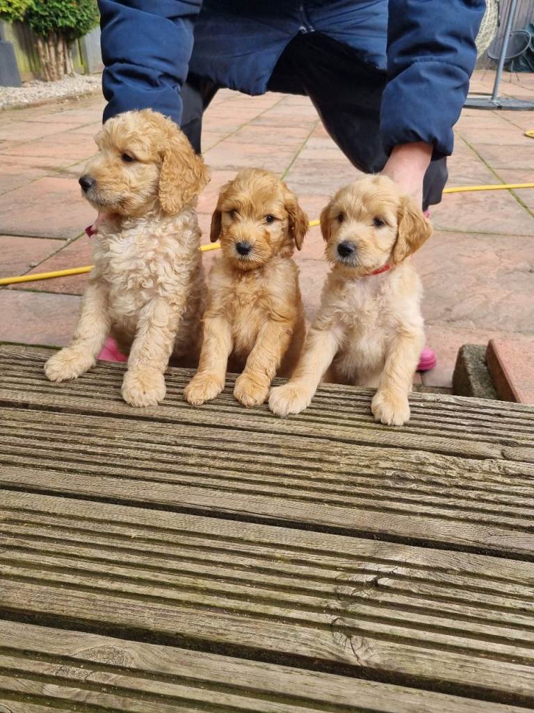 READY NOW! LAST REMAINING F2b Goldendoodle puppies