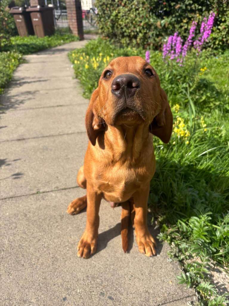 Fox Red Labrador - 4 Months
