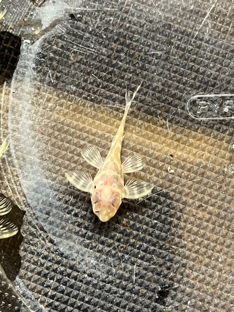 L333 Albino King Tigers. 1” £40