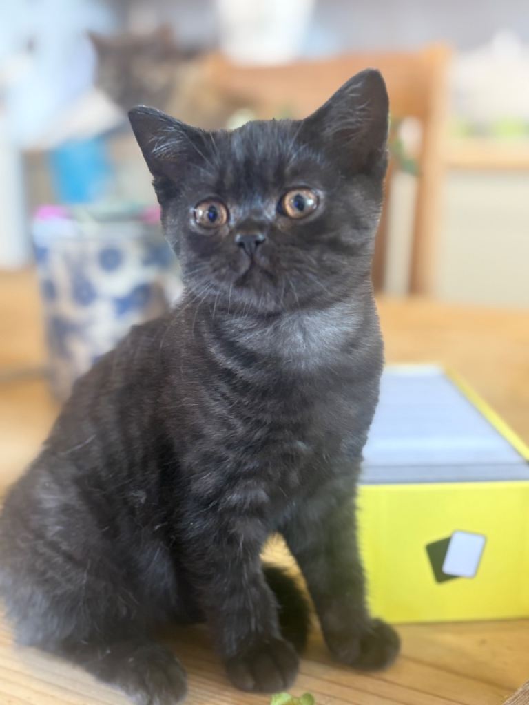 Beautiful British shorthair kittens 