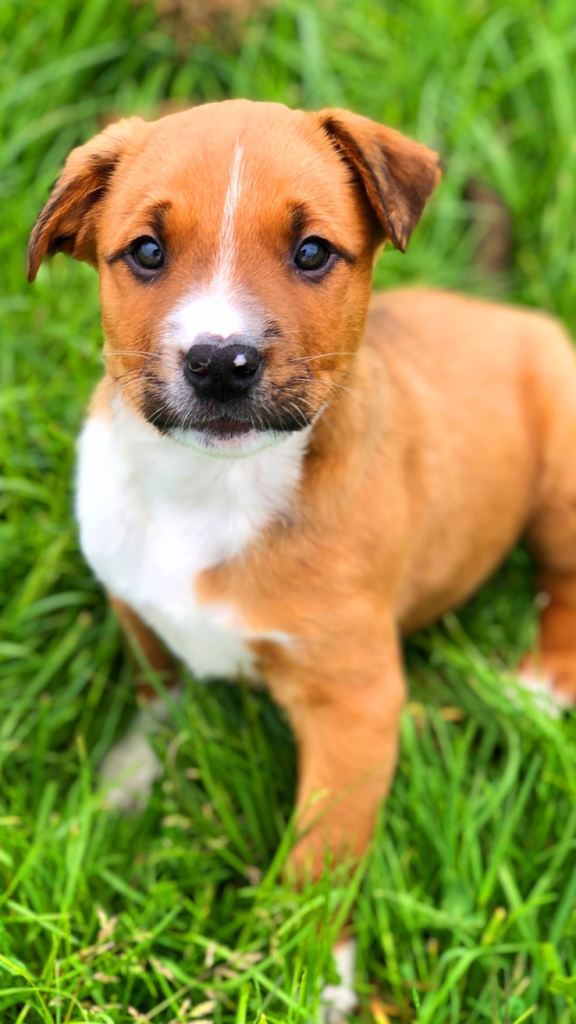 Male pups 