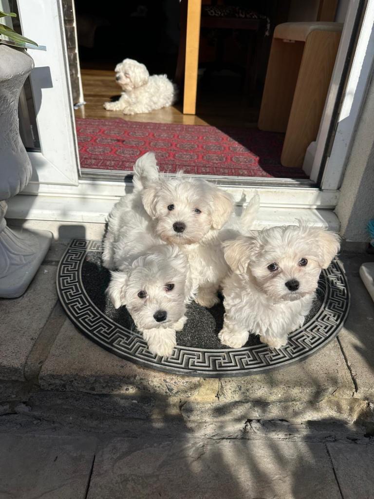 Bichon Maltese puppies 