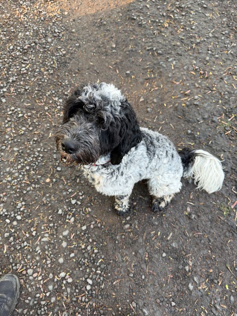 Rehome : Amazing Cockapoo - Levi
