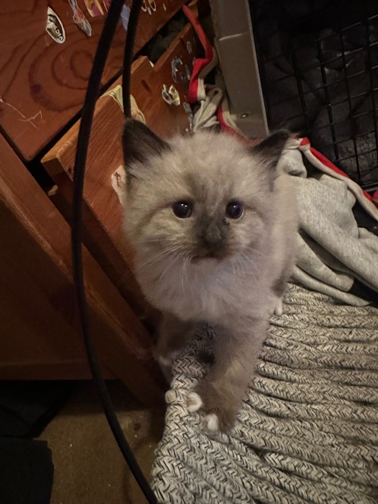 Beautiful ragdoll cross bengal kittens 