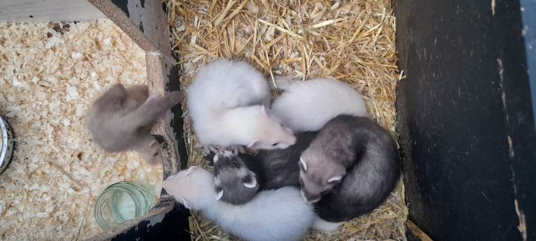 Micro Ferret