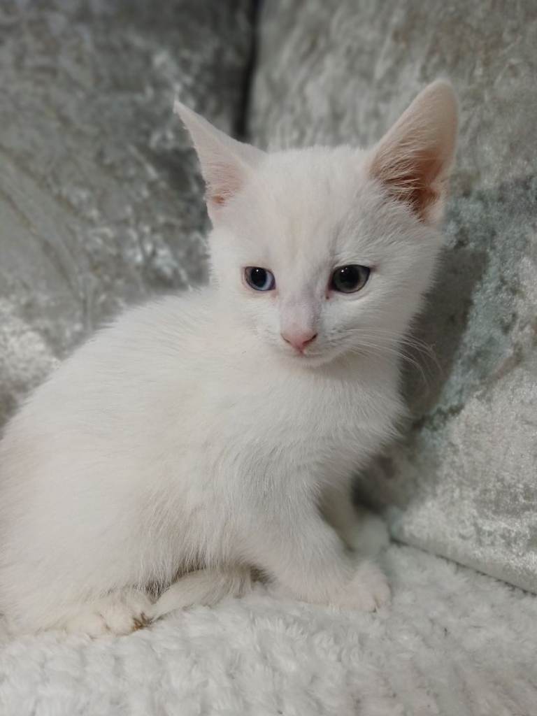 Turkish angora 
