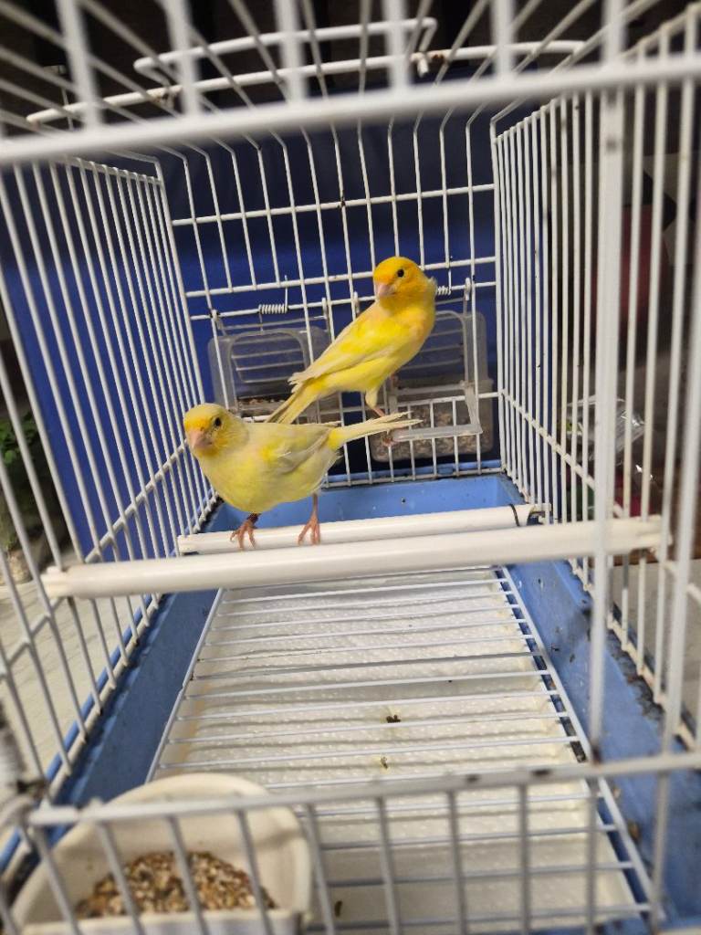 Canary 