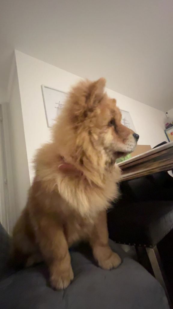 Chow chow puppies 4 month and 7 month 