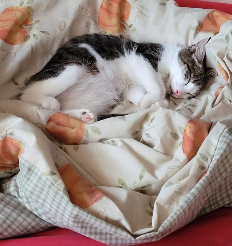 8 month old male kitten 