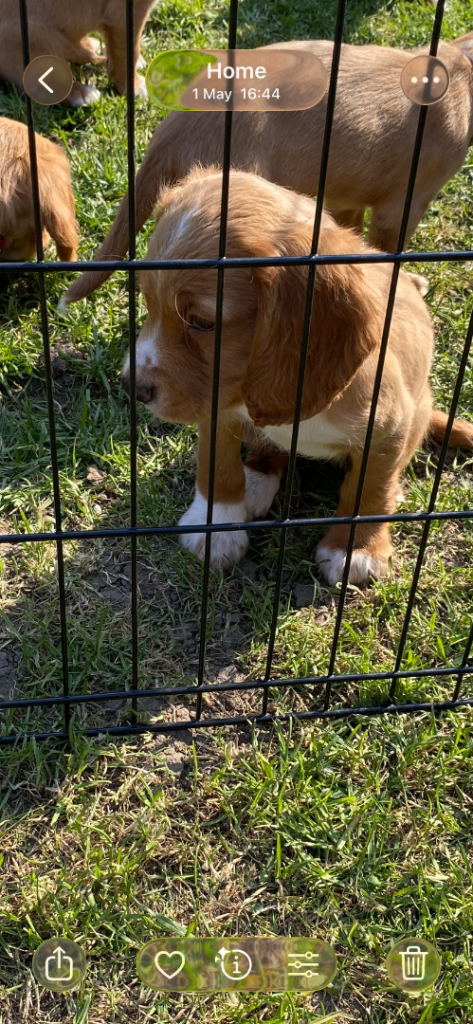cocker spaniel puppies born 3/3/26 vaccinated chipped and wormed