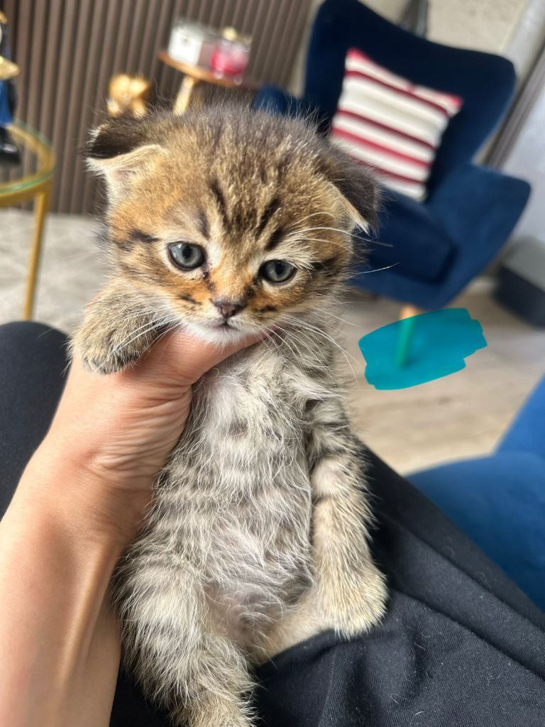  kittens