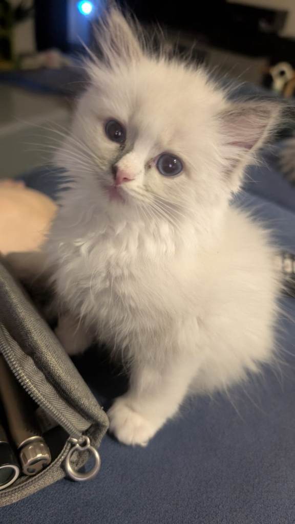 Beautiful Female Ragdoll Kitten - 9 Weeks Old - Ready for Forever Home