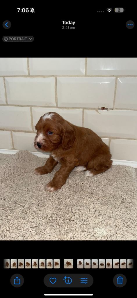 Unusual colour Cavapoos vet checked ready to leave 