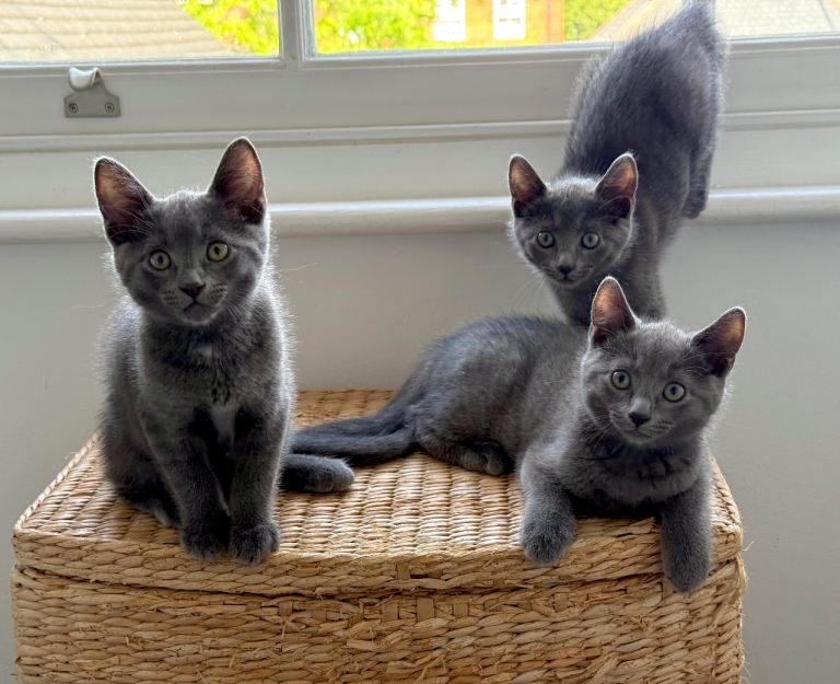 Beautiful Russian Blue Kittens | Friendly, Playful & Ready Now