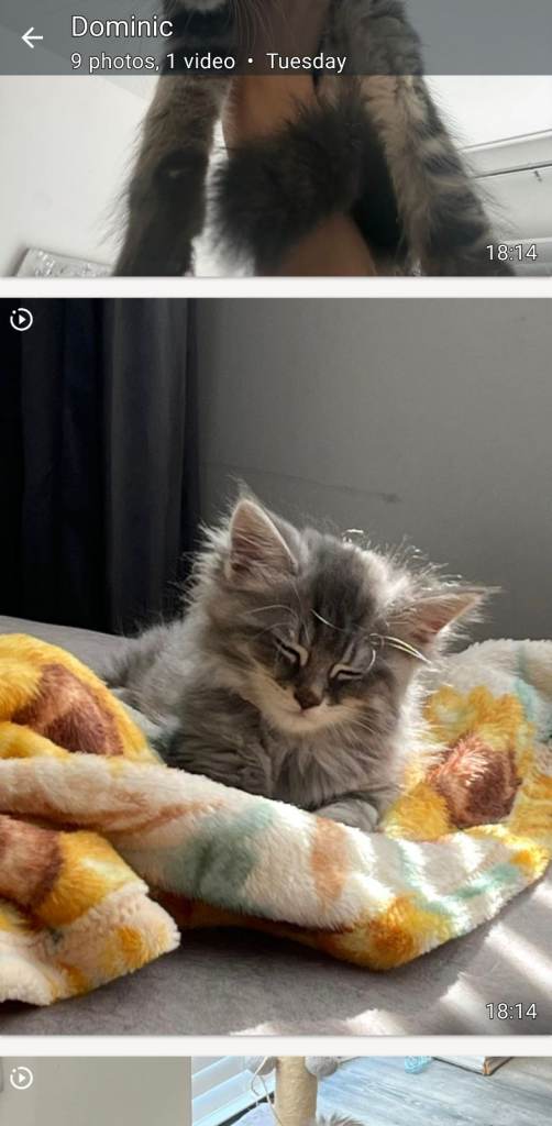 Beautiful main coon kittens