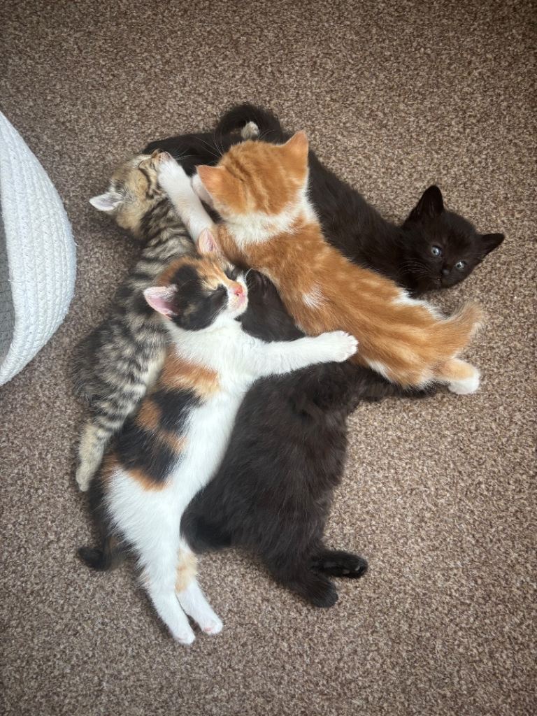Four 8week old kittens for sale 