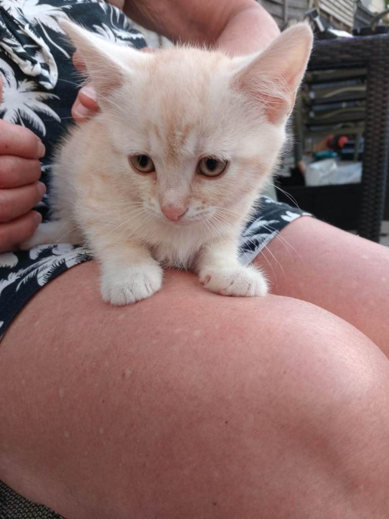 Playful kitten