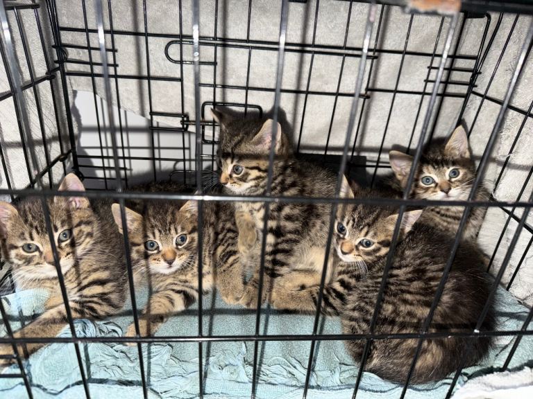Kittens for sale 