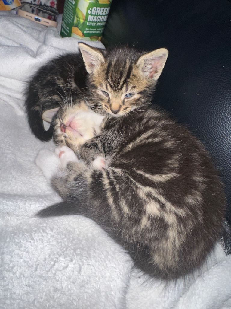 Gorgeous kittens lookin for loving home 