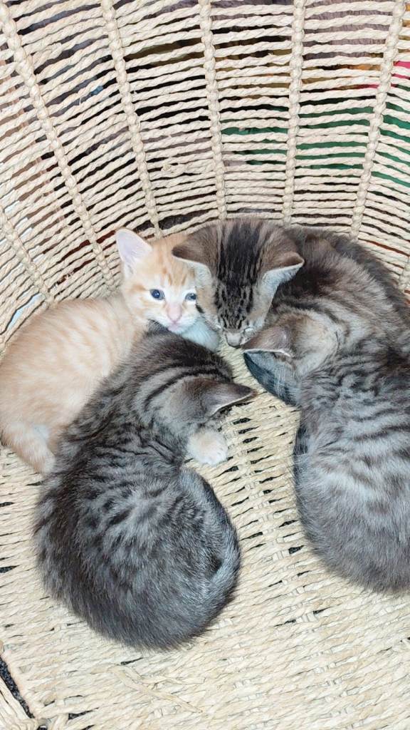2 male kittens