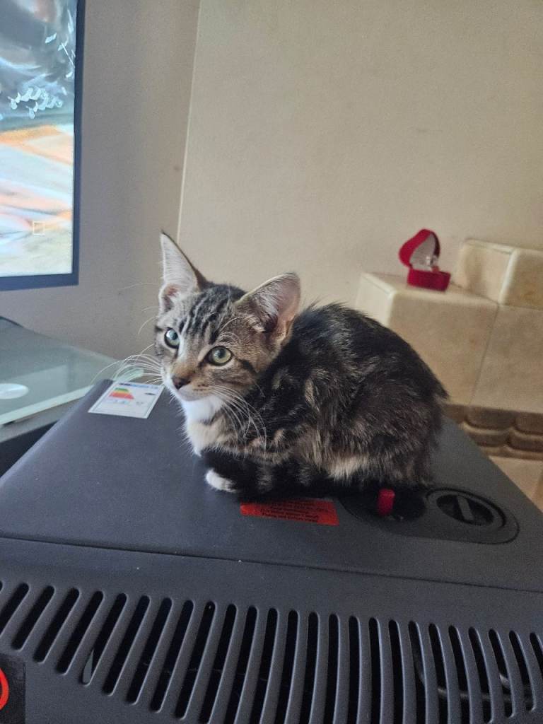 Kitten 