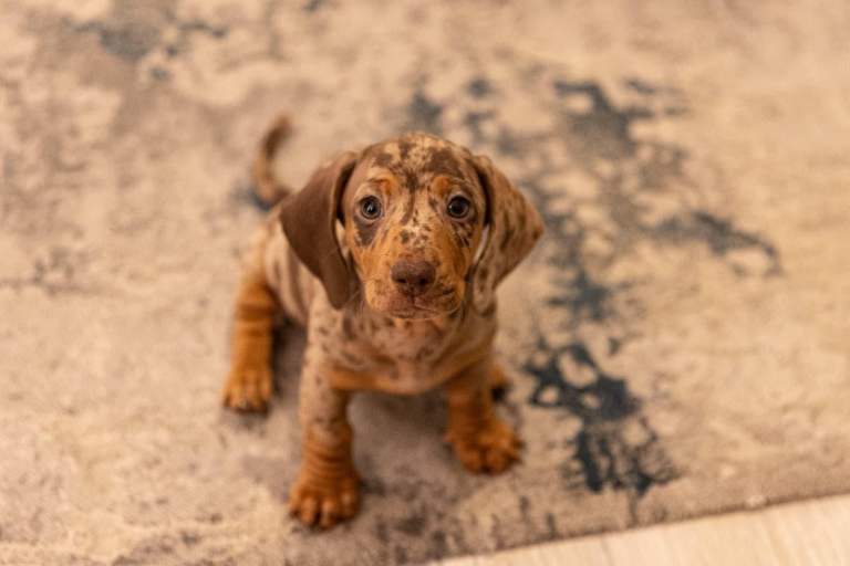 2 beautiful KC Registered Miniature dapple short haired daschund