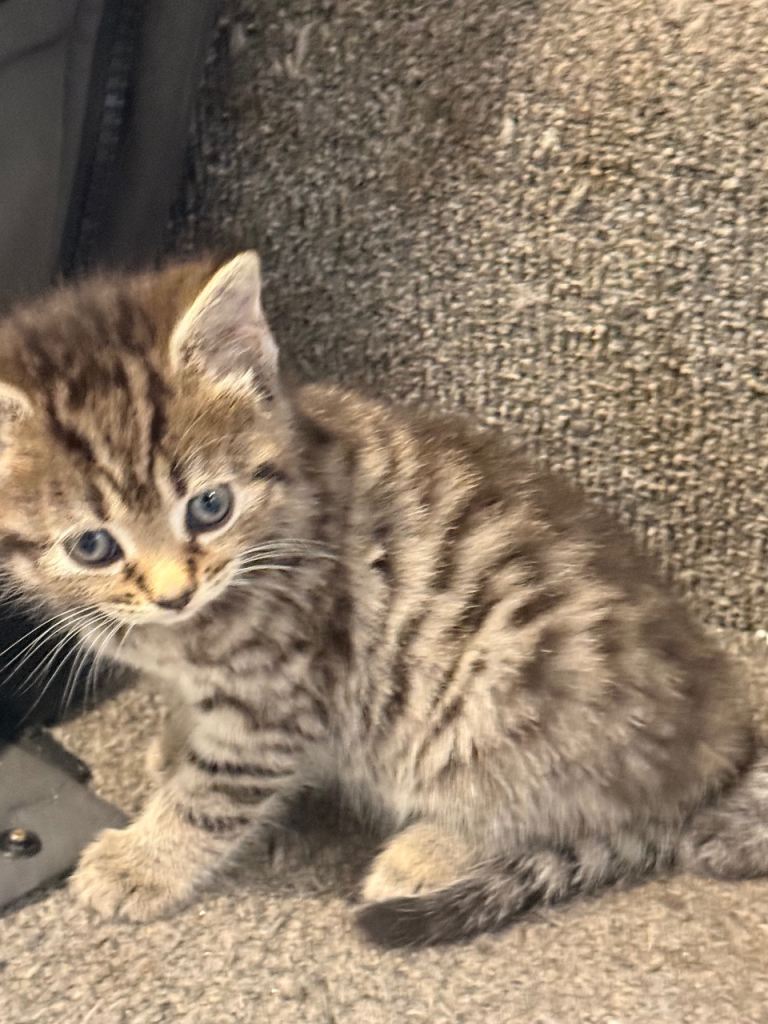 Kittens for sale 