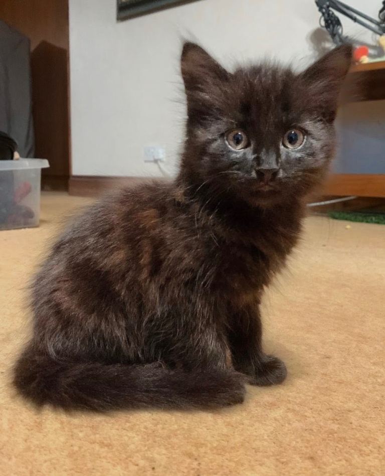 Four kittens for sale