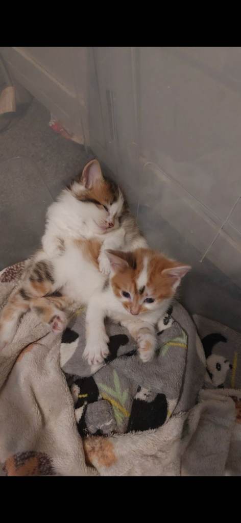 Kitten for sale £120
