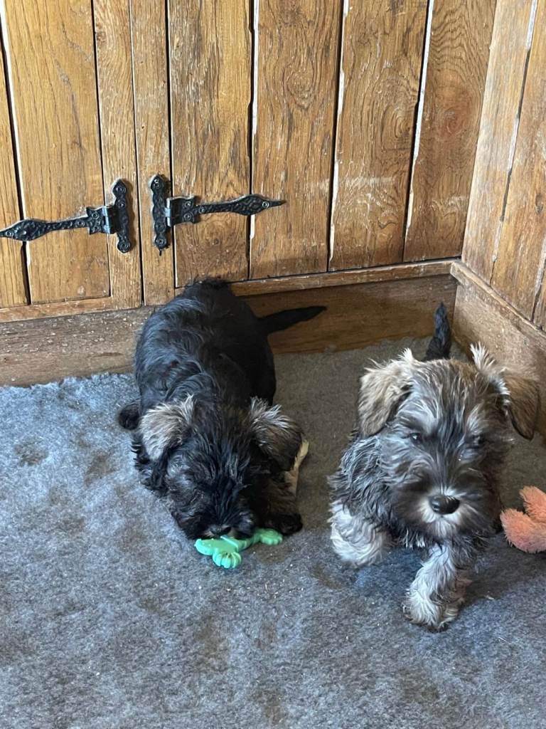 Mini schnauzer x pups for sale 