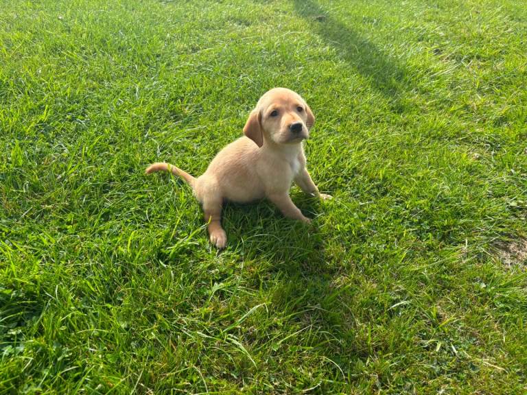 Labrador puppies 