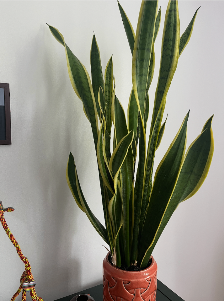 Snake plant (70cm) with pot