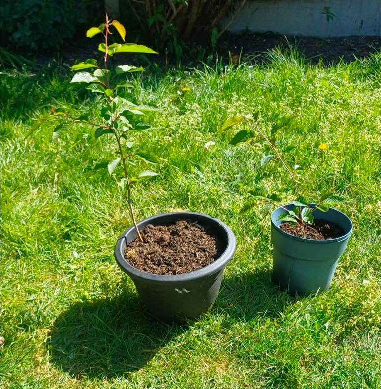 2 Cherry 🍒 tree potted June 2025  From  