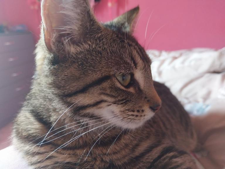 2 Sister cats needing new home through no fault of their own