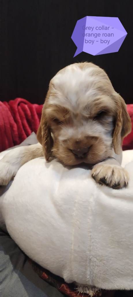 Stunning Kc reg cocker spaniel pups for sale - golden and orange roan