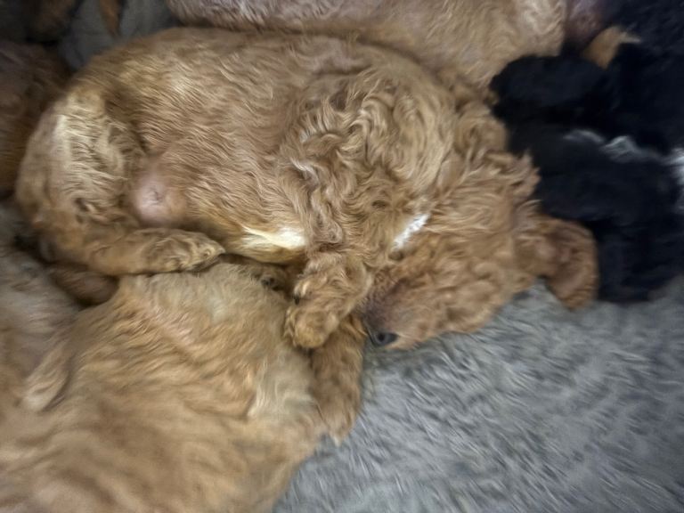 image for 2 beautiful cavapoo puppies looking for their forever home