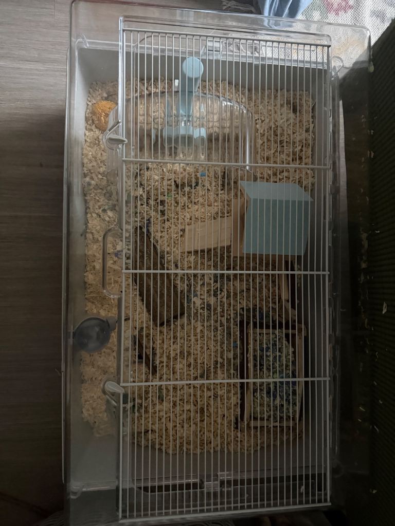 Adorable Male Dwarf Hamster – Friendly & Healthy