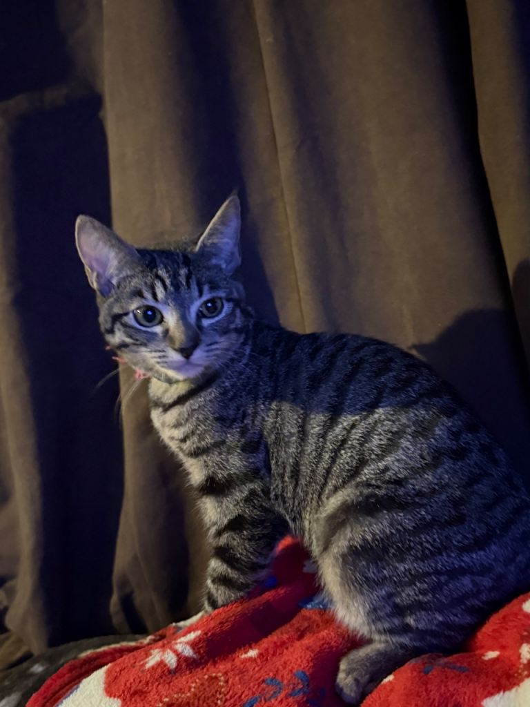 Pure Tabby Kitten 