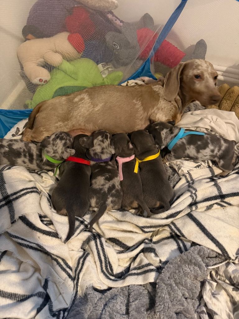 Sausage x French bull dog puppies 