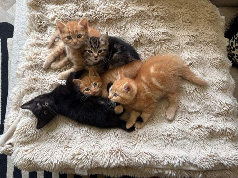 Beautiful Kittens for Sale - Ready for Their Forever Homes