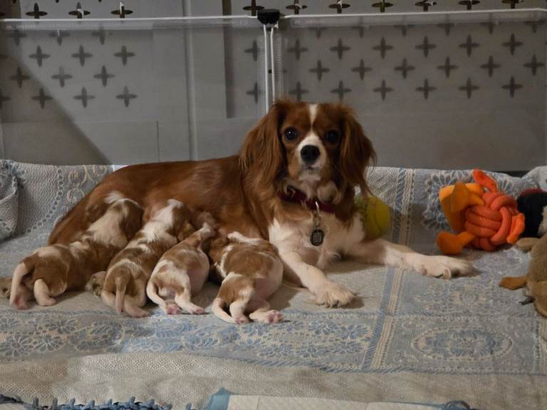 Ladys first litter 🤴 