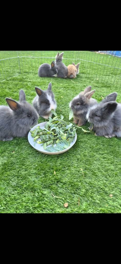 (Ready to leave now) 4 Lionhead x Angora 